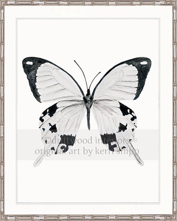 Butterfly in Black and White - &quot;The Monarchist&quot;