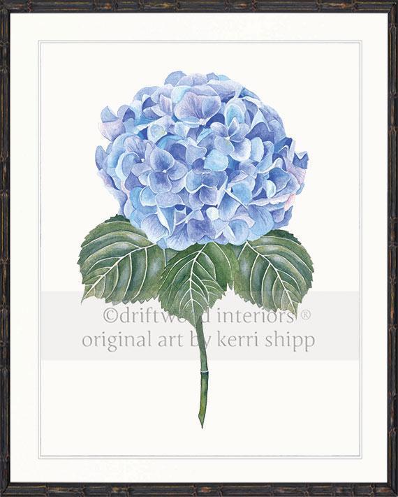 Flower Art Print - Blue Hydrangea I - Driftwood Interiors