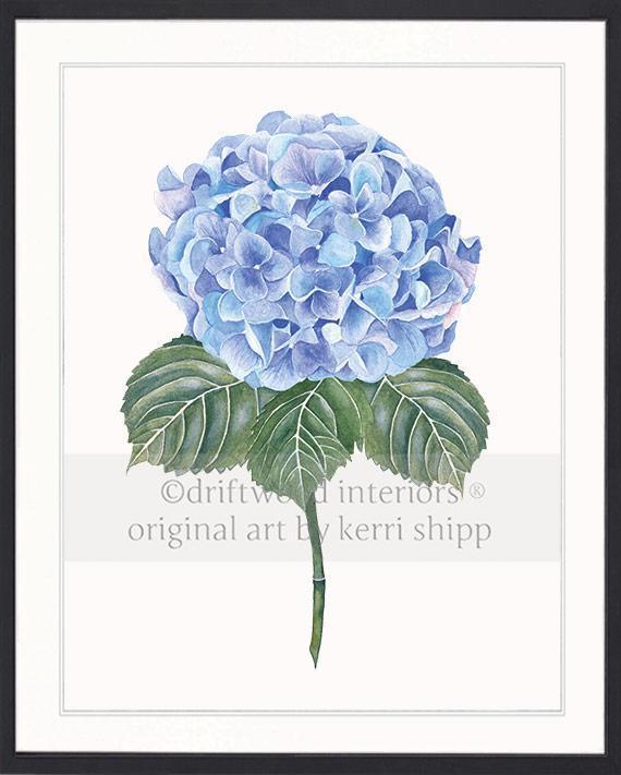 Flower Art Print - Blue Hydrangea I - Driftwood Interiors