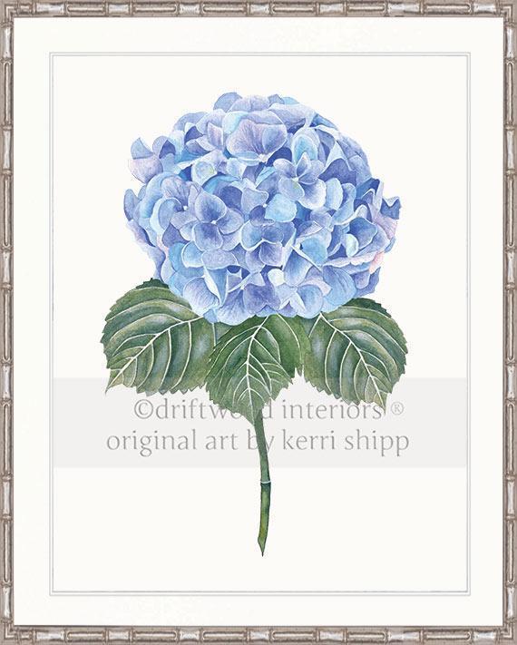 Flower Art Print - Blue Hydrangea I - Driftwood Interiors
