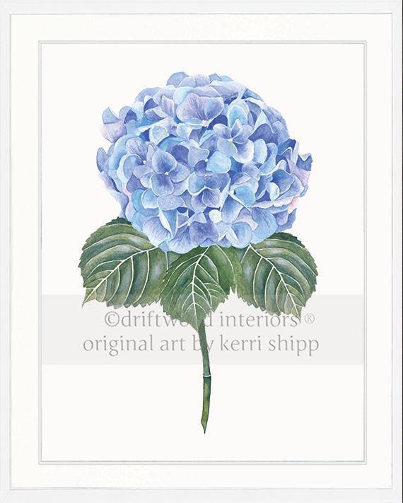 Flower Art Print - Blue Hydrangea I - Driftwood Interiors