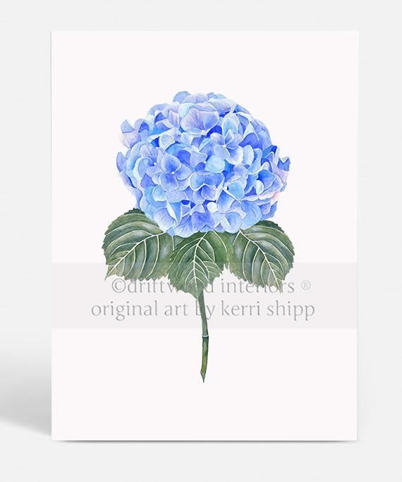 Flower Art Print - Blue Hydrangea I - Driftwood Interiors