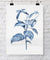 Botanical Wall Art Print - Botanical Study III in Pale Blue - Driftwood Interiors