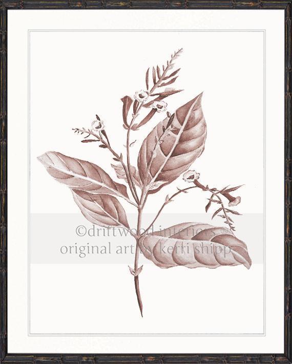 Botanical Wall Art Print - Botanical Study I in Blush - Driftwood Interiors