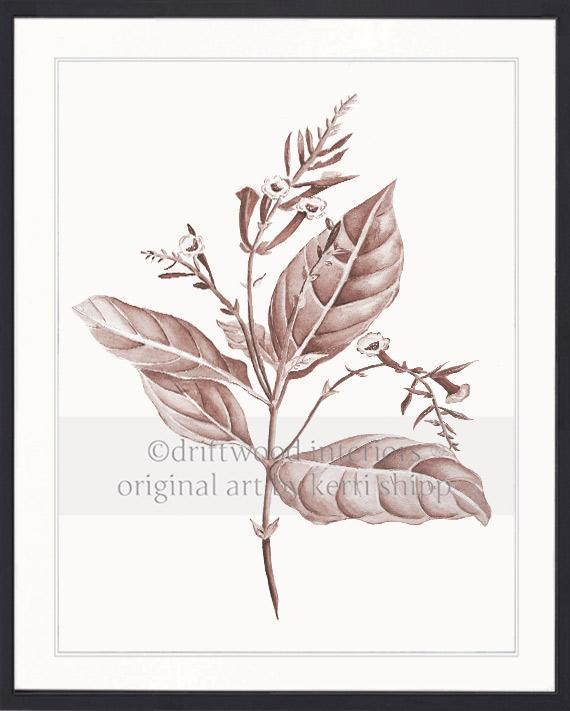 Botanical Wall Art Print - Botanical Study I in Blush - Driftwood Interiors