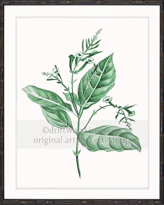 Botanical Wall Art Print - Botanical Study I in Green - Driftwood Interiors