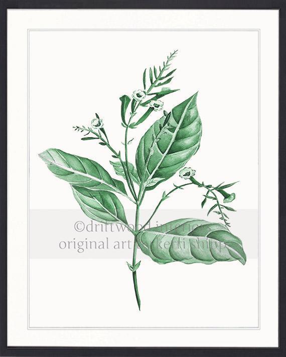 Botanical Wall Art Print - Botanical Study I in Green - Driftwood Interiors