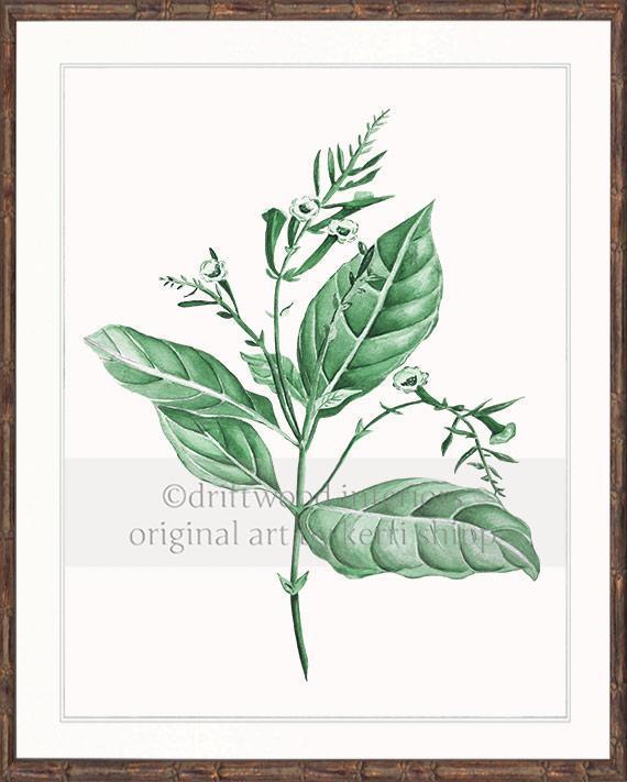 Botanical Wall Art Print - Botanical Study I in Green - Driftwood Interiors