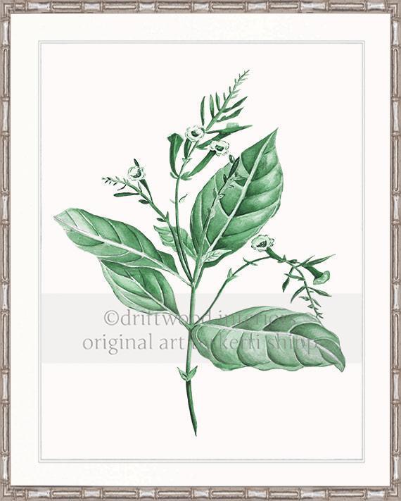 Botanical Wall Art Print - Botanical Study I in Green - Driftwood Interiors