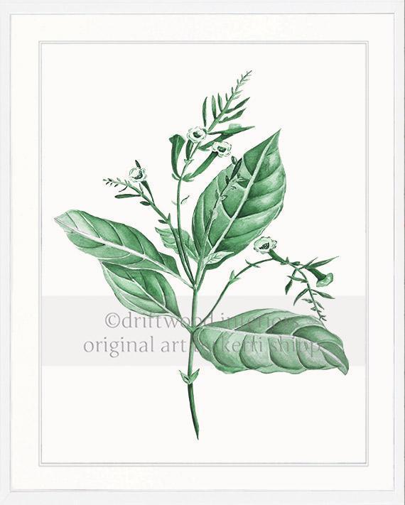 Botanical Wall Art Print - Botanical Study I in Green - Driftwood Interiors