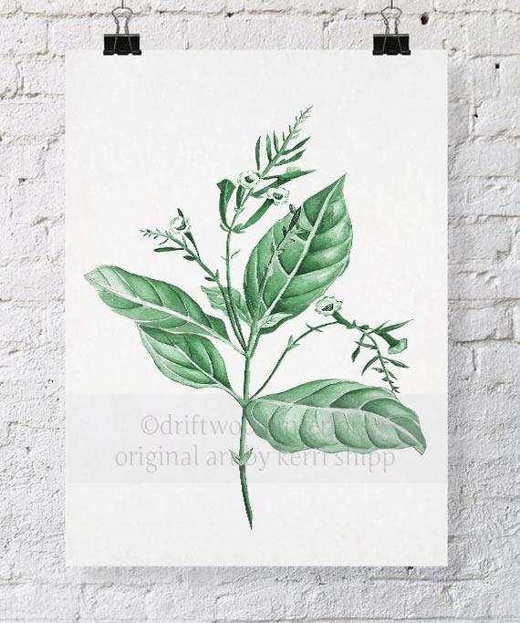 Botanical Wall Art Print - Botanical Study I in Green - Driftwood Interiors
