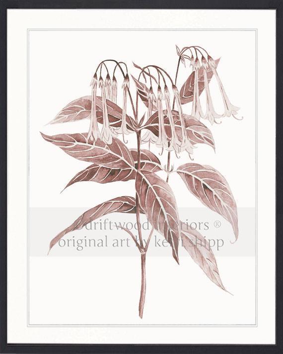Botanical Wall Art Print - Botanical Study II in Blush Pink - Driftwood Interiors