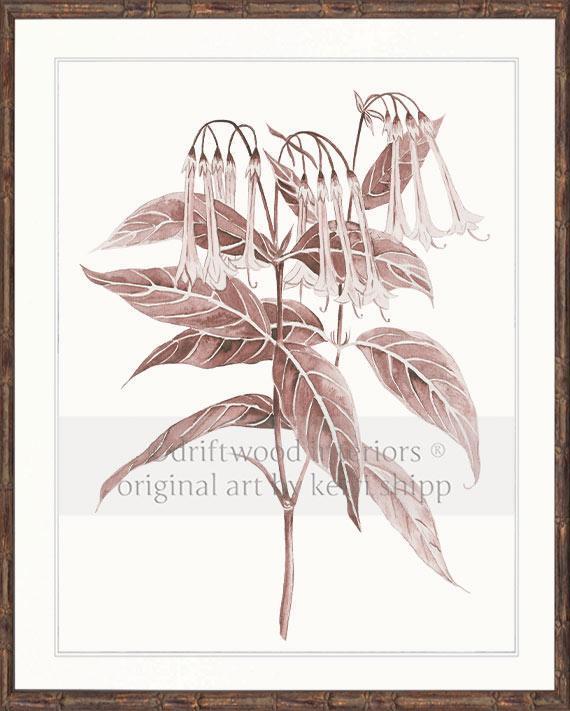 Botanical Wall Art Print - Botanical Study II in Blush Pink - Driftwood Interiors