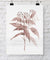 Botanical Wall Art Print - Botanical Study II in Blush Pink - Driftwood Interiors