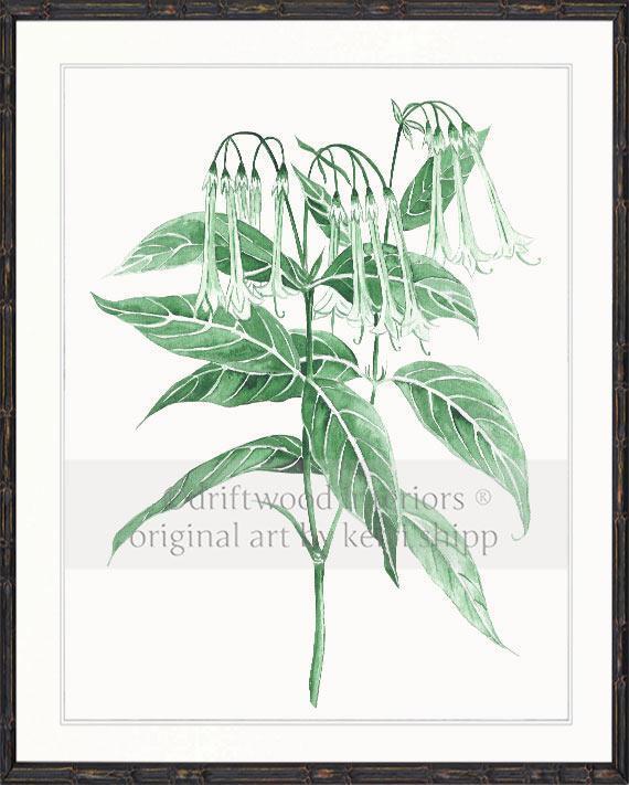 Botanical Wall Art Print - Botanical Study II in Green - Driftwood Interiors