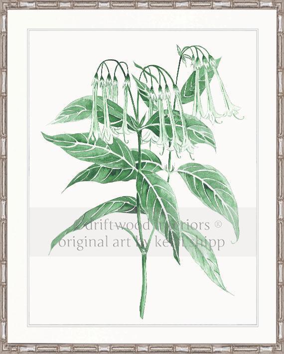 Botanical Wall Art Print - Botanical Study II in Green - Driftwood Interiors