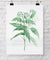Botanical Wall Art Print - Botanical Study II in Green - Driftwood Interiors