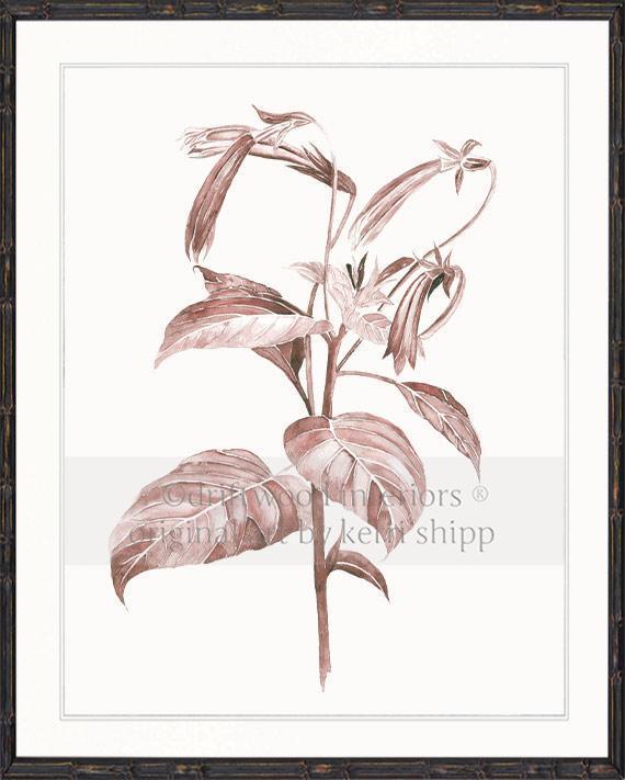 Botanical Wall Art Print - Botanical Study III in Blush Pink - Driftwood Interiors