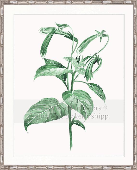 Botanical Wall Art Print - Botanical Study III in Green - Driftwood Interiors