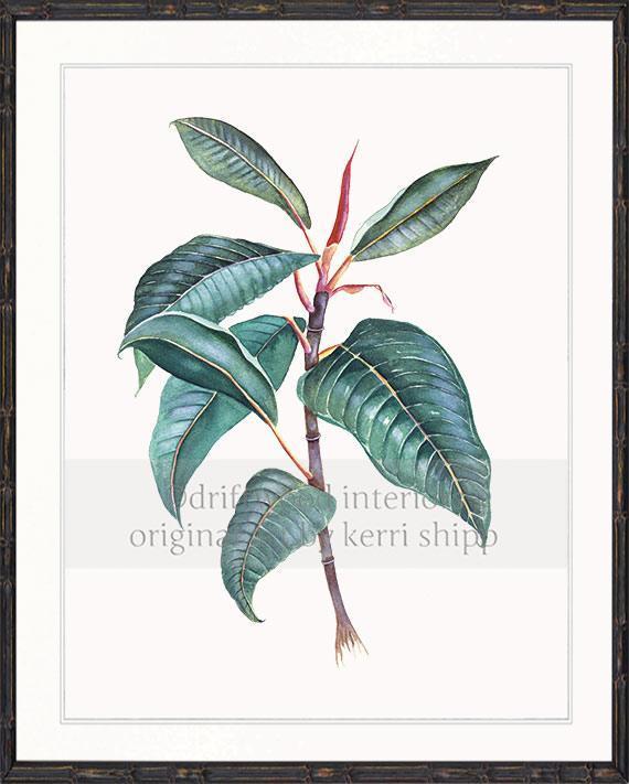 Botanical Wall Art Print - Moreton Bay Fig II - Driftwood Interiors