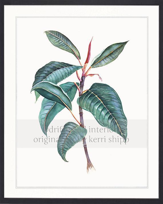 Botanical Wall Art Print - Moreton Bay Fig II - Driftwood Interiors