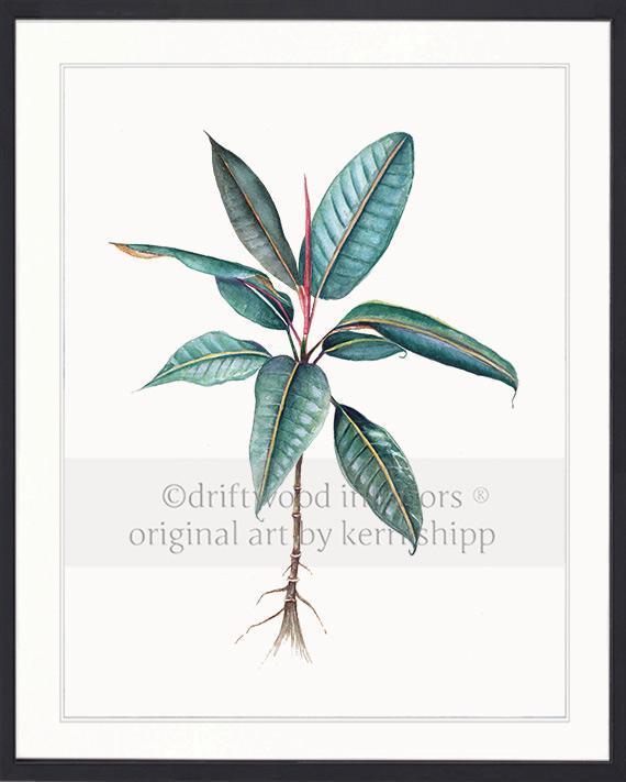 Botanical Wall Art Print - Moreton Bay Fig I - Driftwood Interiors