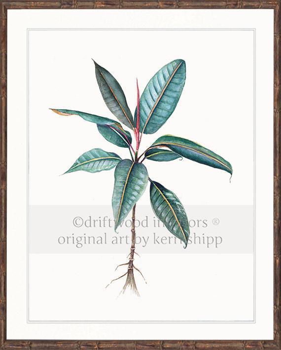 Botanical Wall Art Print - Moreton Bay Fig I - Driftwood Interiors