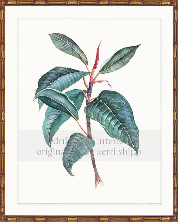 Botanical Wall Art Print - Moreton Bay Fig I