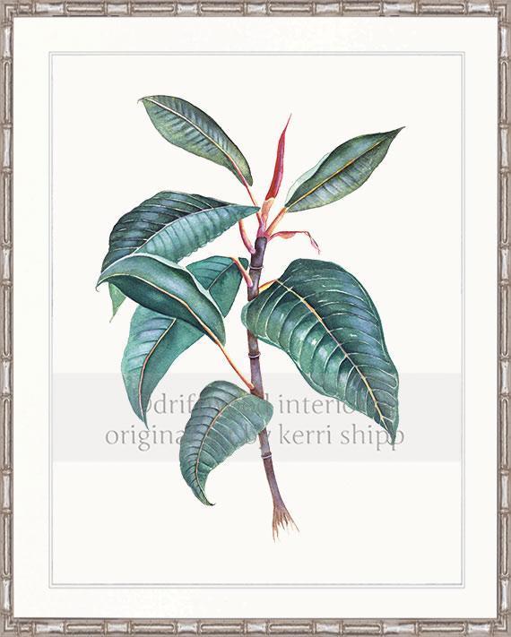 Botanical Wall Art Print - Moreton Bay Fig II - Driftwood Interiors