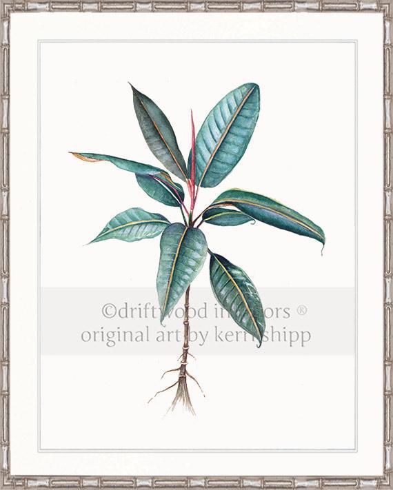 Botanical Wall Art Print - Moreton Bay Fig I - Driftwood Interiors
