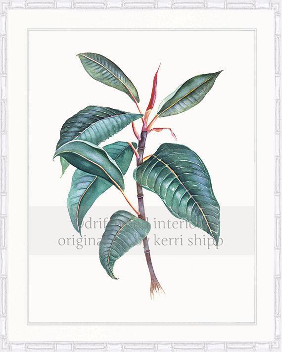 Botanical Wall Art Print - Moreton Bay Fig II - Driftwood Interiors
