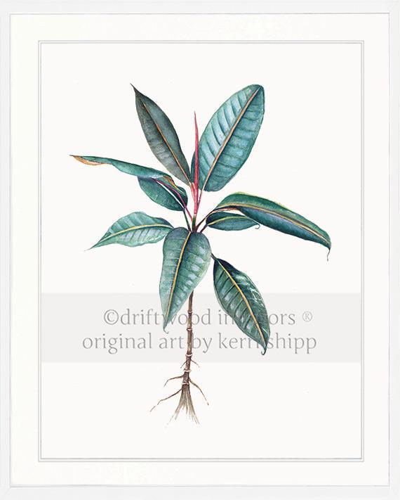 Botanical Wall Art Print - Moreton Bay Fig I - Driftwood Interiors