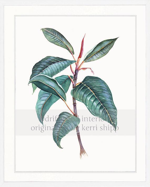Botanical Wall Art Print - Moreton Bay Fig II - Driftwood Interiors