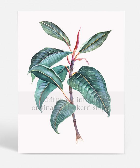 Botanical Wall Art Print - Moreton Bay Fig II - Driftwood Interiors