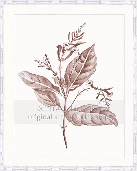 Botanical Wall Art Print - Botanical Study I in Blush - Driftwood Interiors