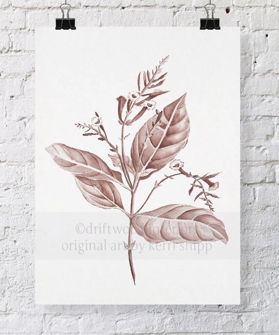 Botanical Wall Art Print - Botanical Study I in Blush - Driftwood Interiors