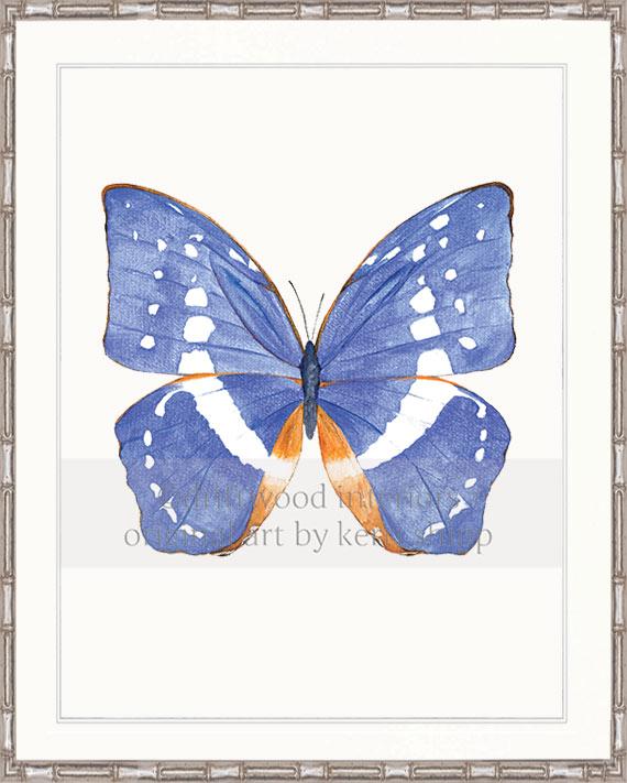 Butterfly in Cobalt