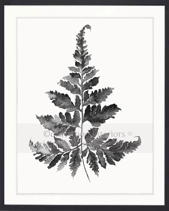 Charcoal Foliage II