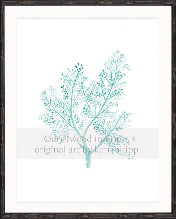 Sea Fern in Woodlawn