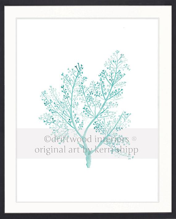 Sea Fern in Woodlawn