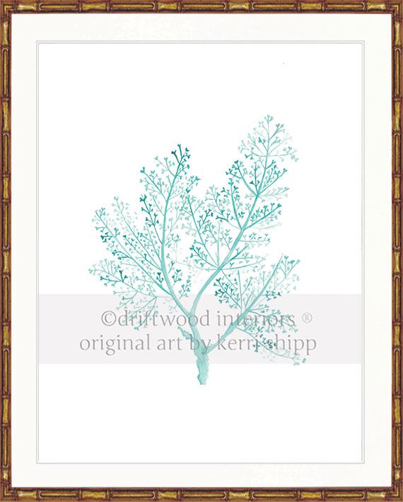 Sea Fern in Woodlawn