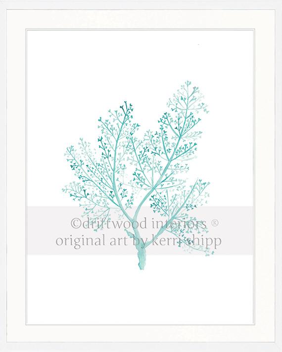 Sea Fern in Woodlawn