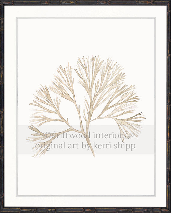 Coral Wall Art Print - Tree Coral Artwork In Natural in black bamboo frame Driftwood Interiors 
