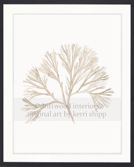 Coral Wall Art Print - Tree Coral Artwork In Natural in black timber frame Driftwood Interiors 
