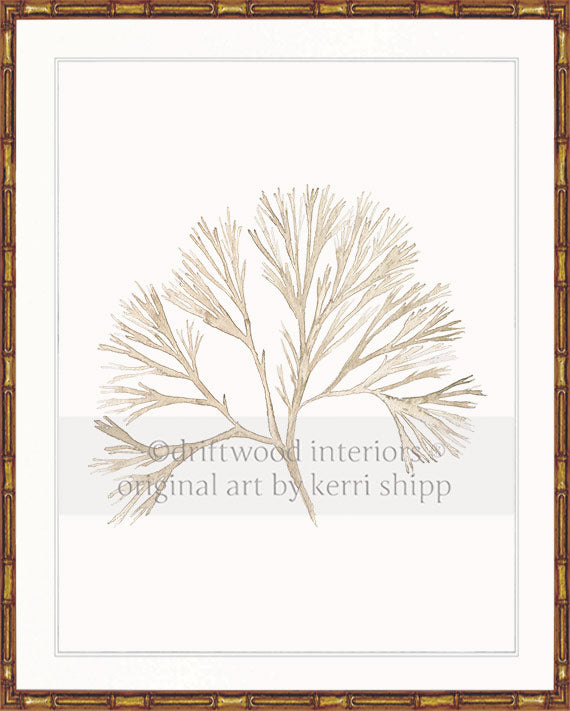 Coral Wall Art Print - Tree Coral Artwork In Natural in gold bamboo frame Driftwood Interiors 