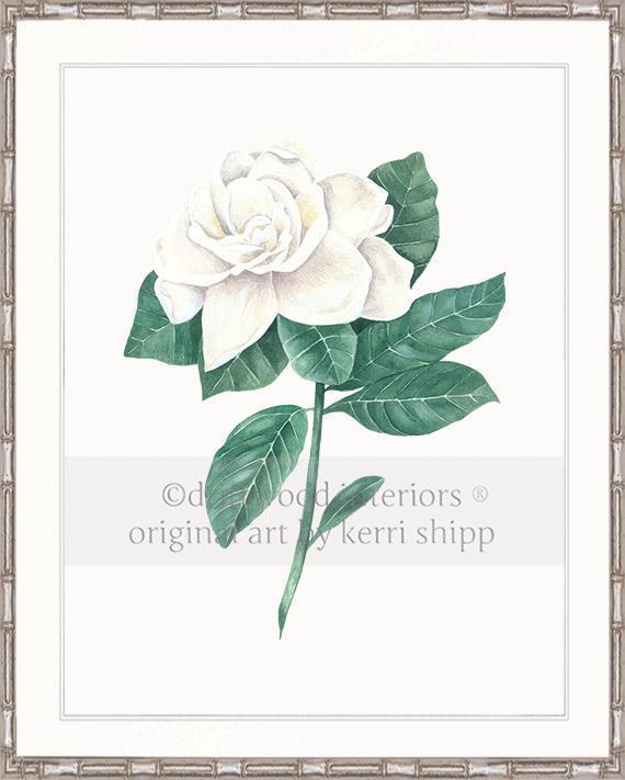 Wall art print - Gardenia Flower Print white background in Silver Bamboo Frame Driftwood Interiors