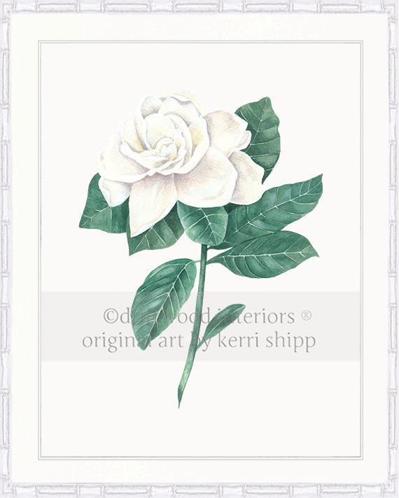 Wall art print - Gardenia Flower Print white background in white Bamboo Frame Driftwood Interiors