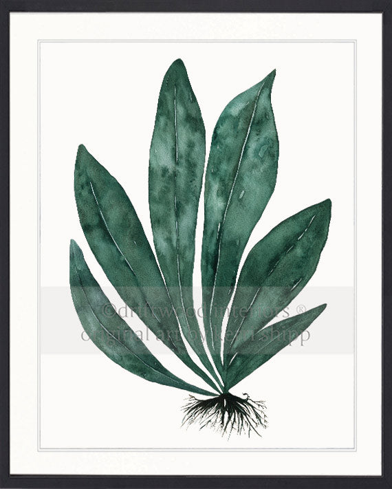 Tropical Leaf Print - Eden Foliage I in Dark Green