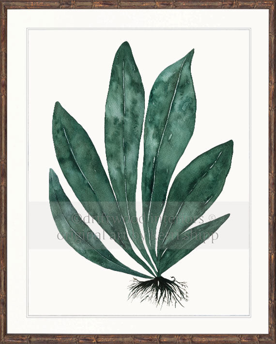 Tropical Leaf Print - Eden Foliage I in Dark Green