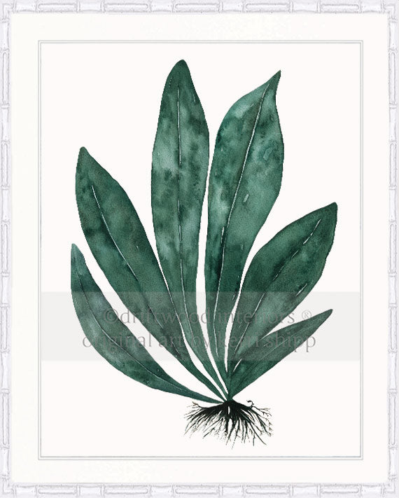 Tropical Leaf Print - Eden Foliage I in Dark Green